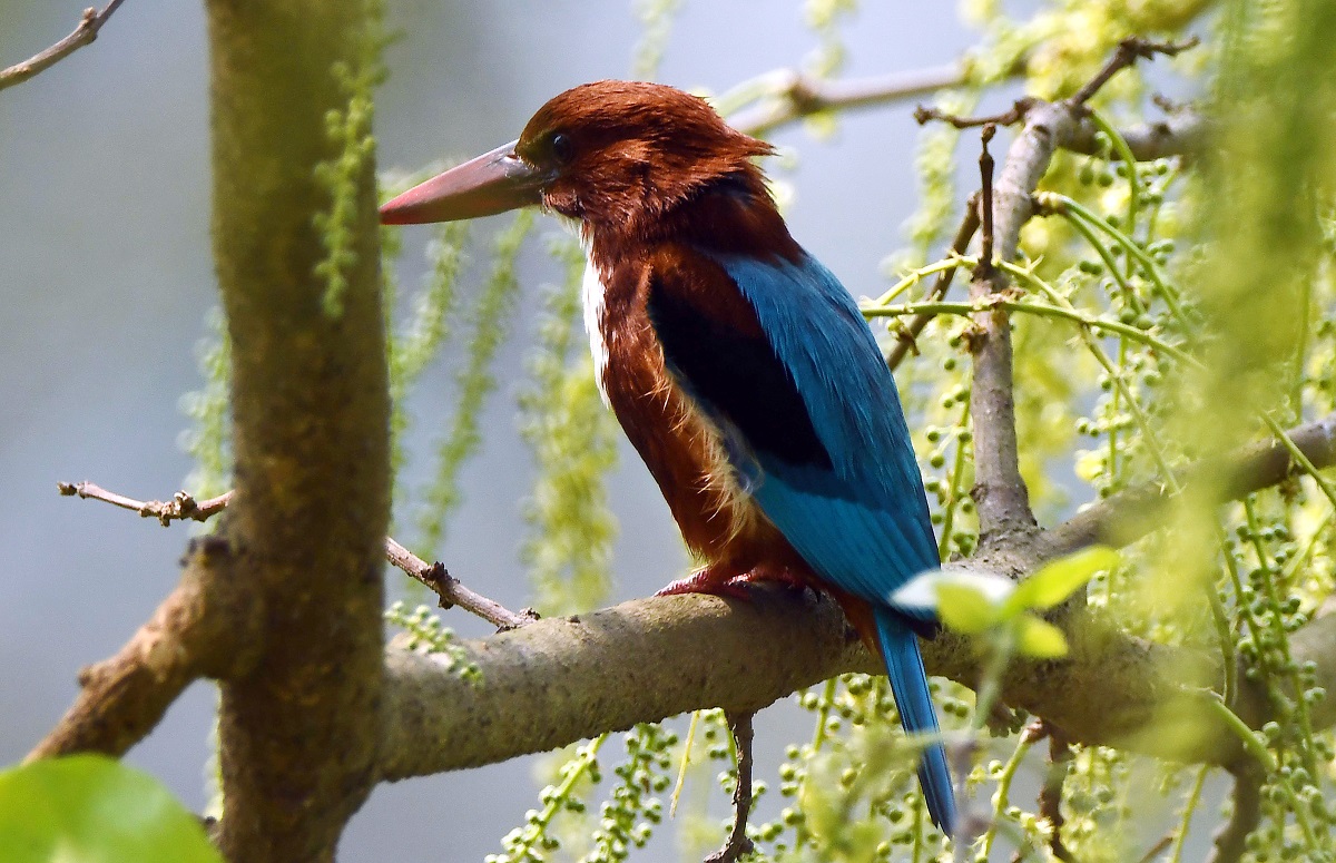 A kingfisher is perched on a tree branch