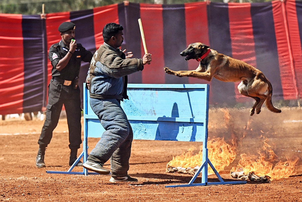 4th MHA National Police K9 Seminar: A dog from the BSF K9 Squad performs a stunt