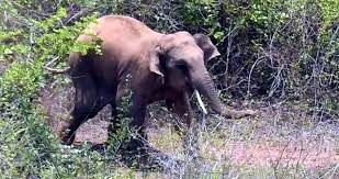 Wild elephant tramples five people to death in Jharkhand’s Lohardaga