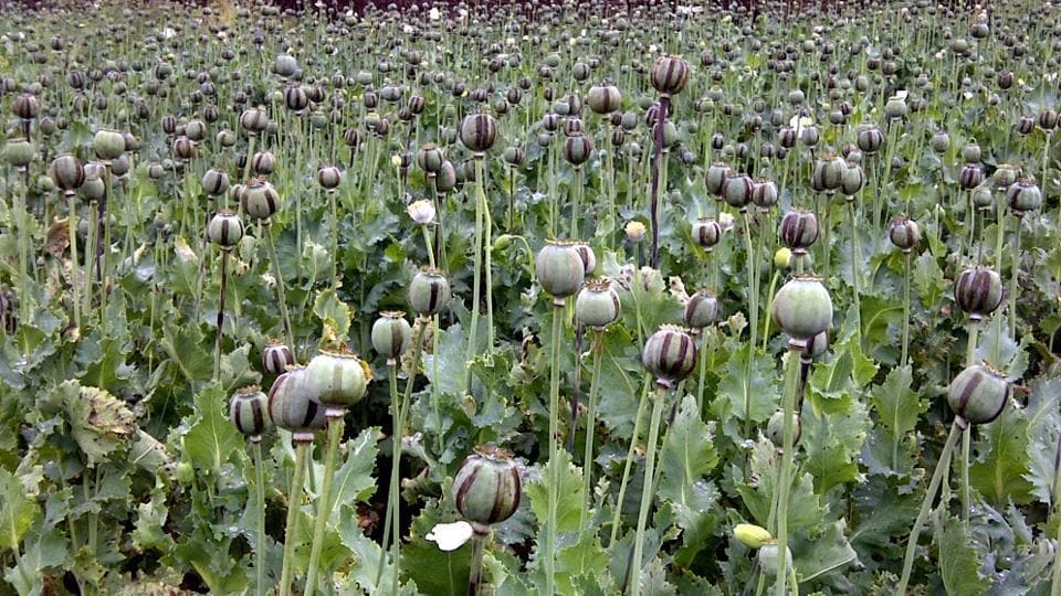 Jharkhand: Police busts opium cultivation in Naxal-hit Lohardaga forest