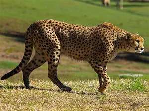 MP welcoming 12 African cheetahs on Feb 18: