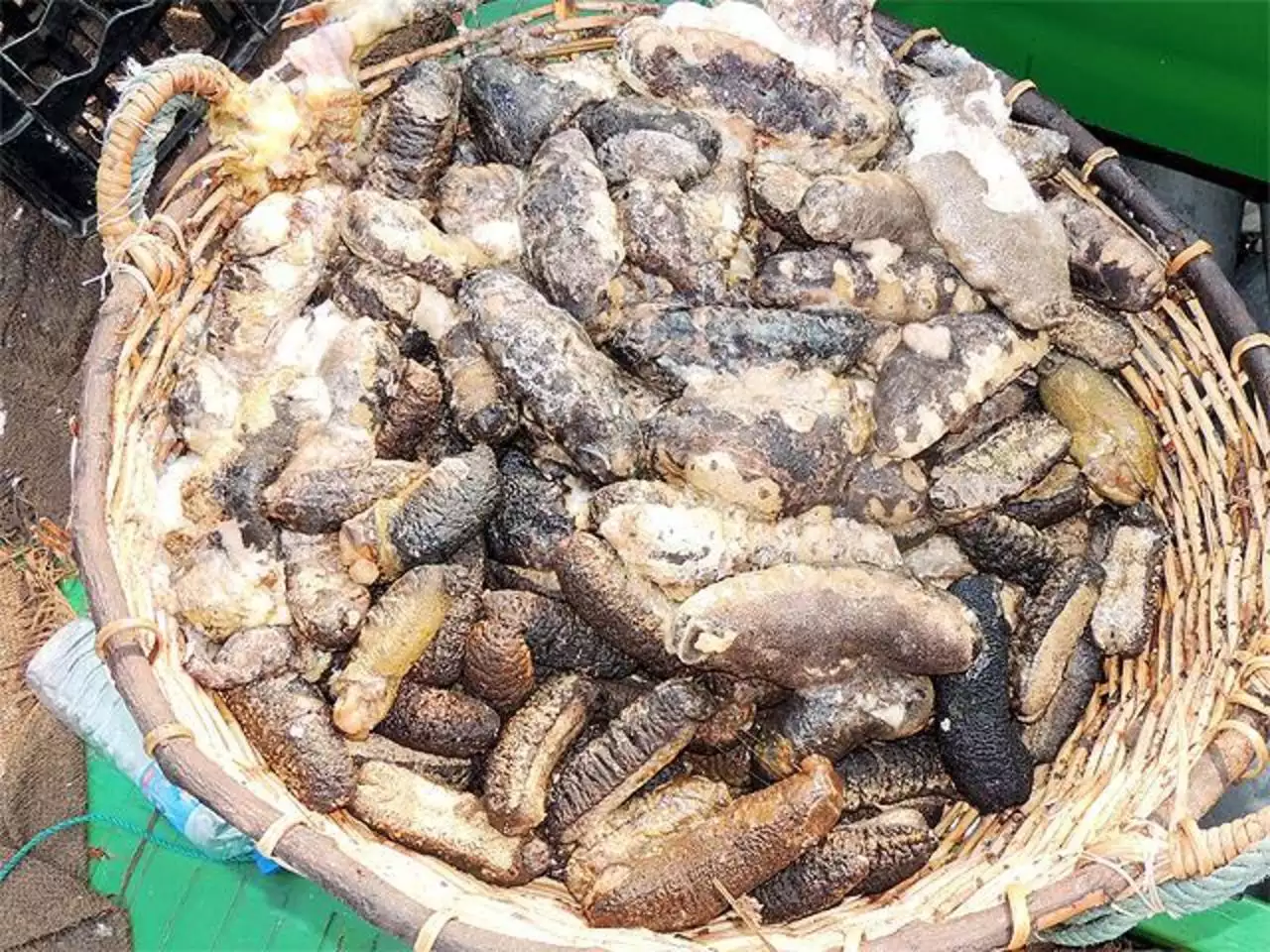 250 kg of sea cucumber seized in Tamil Nadu
