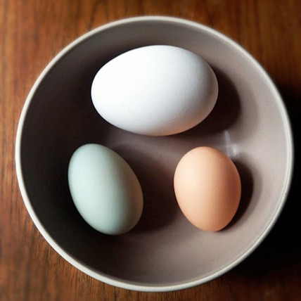 5 Chicken Breeds that Lay Large Eggs