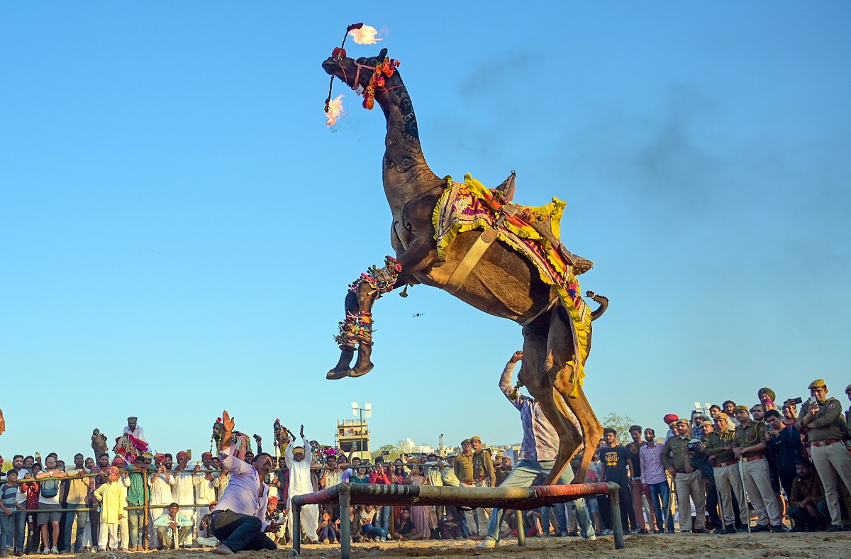A camel performs a stunt during the International Holi Festival in Pushkar