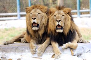 A pair of lions are seen inside their enclosure at Tata Steel Zoological Park