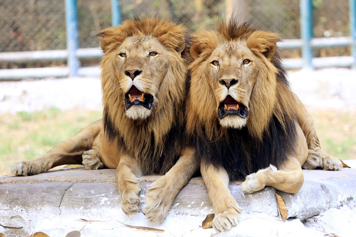 A pair of lions are seen inside their enclosure at Tata Steel Zoological Park