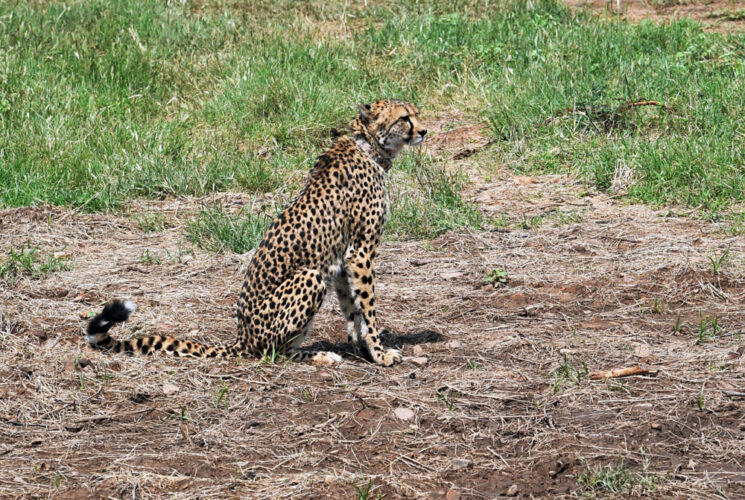 Cheetah needs more space in other parks beyond Kuno