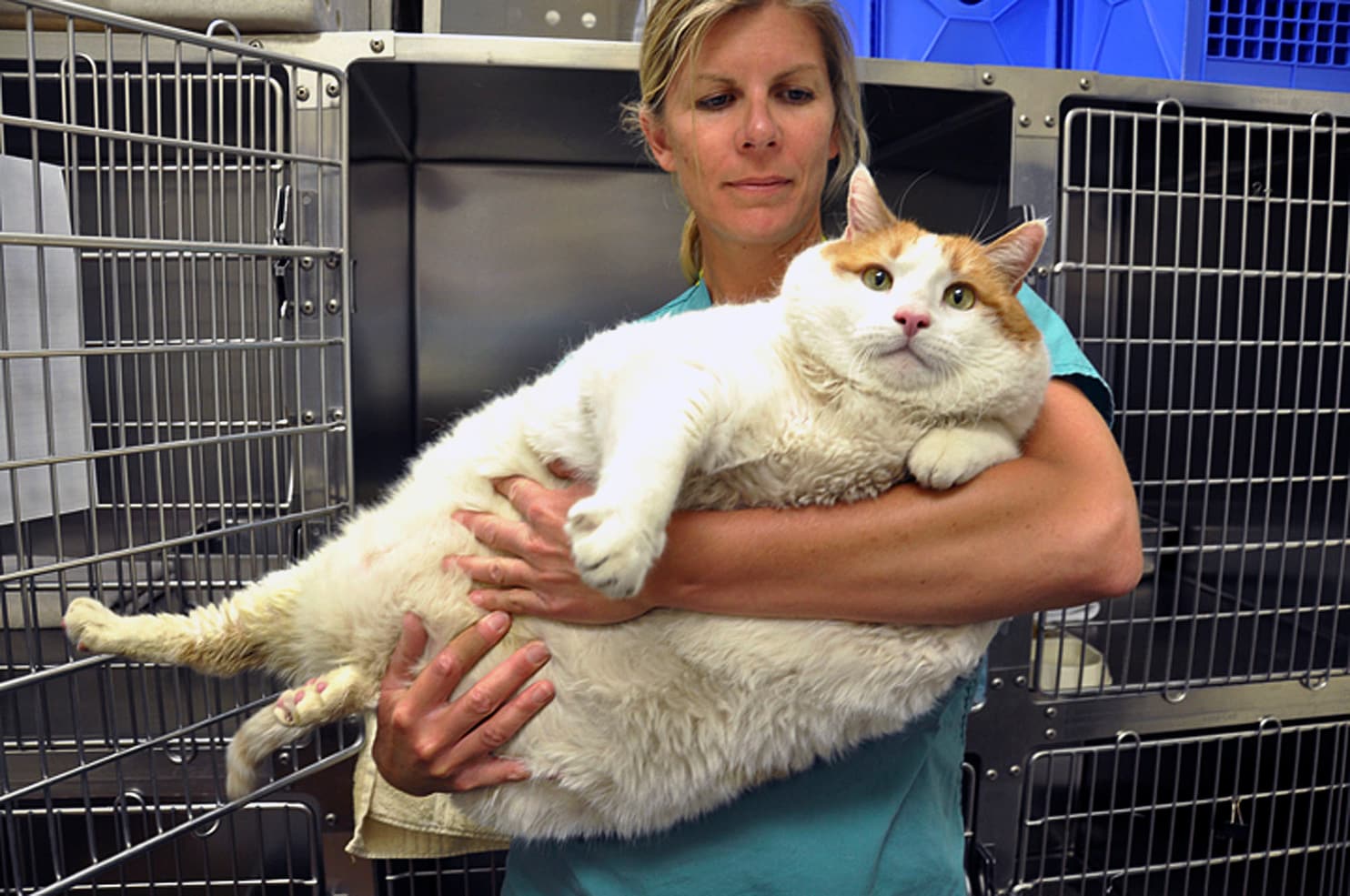 40 Pound Virginia Cat Termed Heaviest In The World Thedailyguardian