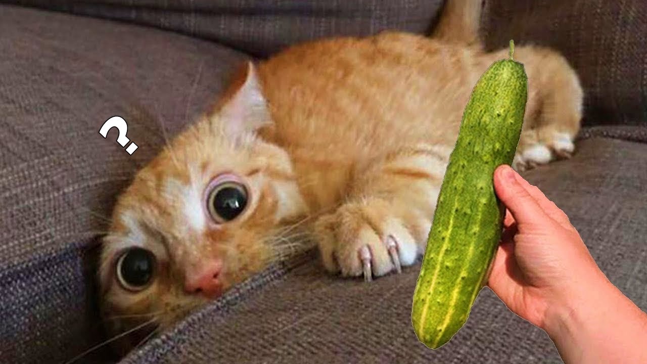 Cats Vs Cucumbers - The Best Scaredy-cat Reaction GIFs And Images To The  Ultimate Kitty Vegetable Enemy - I Can Has Cheezburger?
