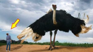 5 Biggest Birds in the World