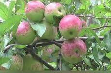 Himachal Pradesh: Govt would execute Universal Carton Fruit Packaging Act