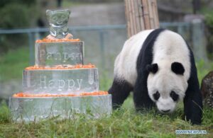 Chinese giant panda on loan to Thailand dies unexpectedly