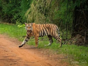 Rajasthan: 85 new posts to be created in ‘STPF’ for Ranthambore National Park