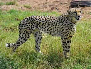 MP to Centre: No staff, no space; Look for ‘alternate site’ for Namibian cheetahs