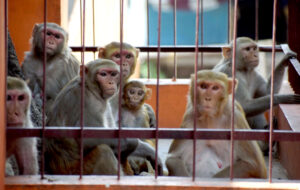 Monkeys rest under the shade on hot summer day in Prayagraj