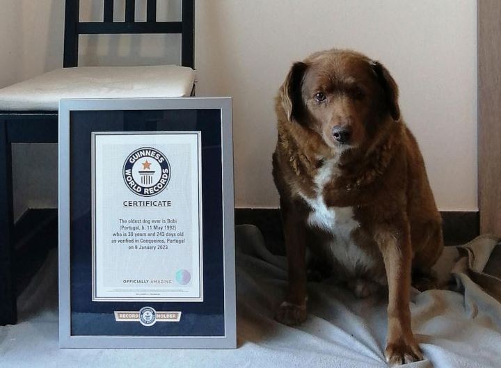 World’s oldest dog celebrates 31st birthday