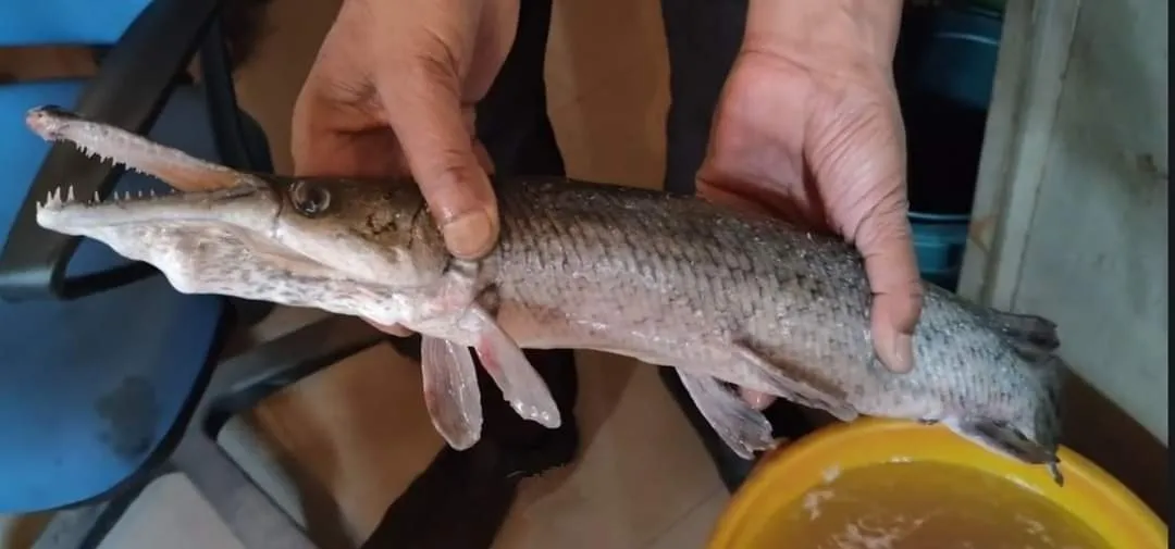 Alligator Gar fish found in Kashmir’s Dal Lake sparks alarm.