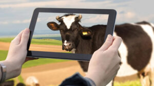 Internet of Cows: Ingestible IoT Sensor Monitors the Health of Livestock