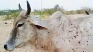 Lumpy virus threat looms in two HP districts