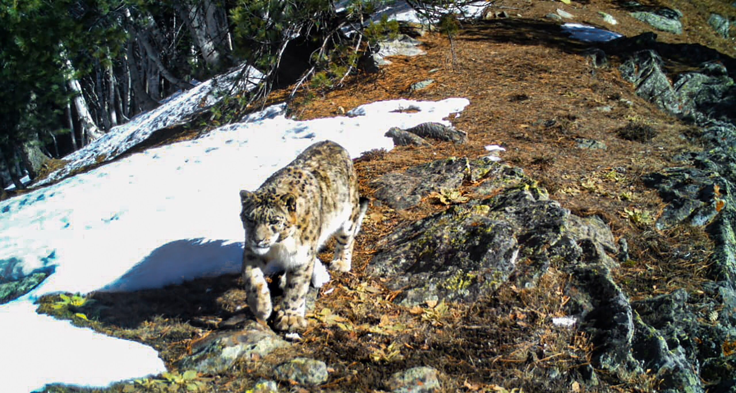 In this undated camera trap photo, a snow leopard at the Kishtwar National Park, in J&K’s Kishtwar district.