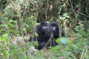 Resilient Gorillas: Overcoming childhood misfortune