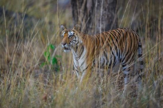 Pregnant tigress dies in Rajasthan’s Mukundra Reserve during treatment ...