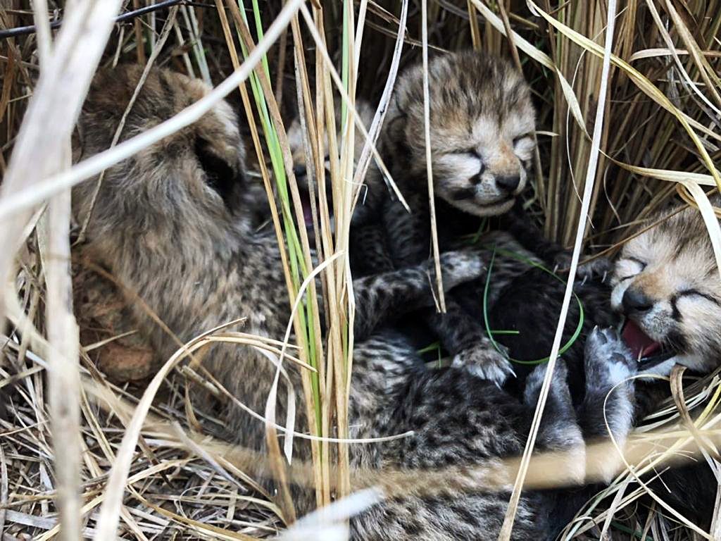 MP: Another 2 cheetah cubs die from ‘apparent dehydration and weakness’