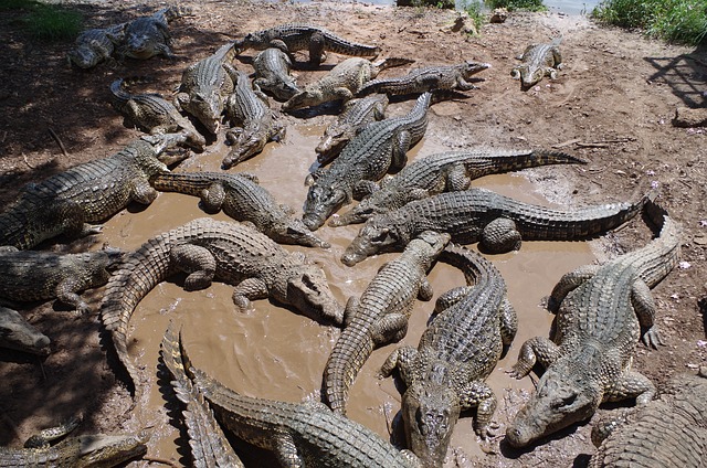 Cambodia: 72-year-old killed by 40 crocodiles after falling in enclosure at family farm