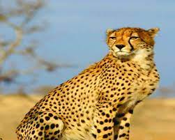 Foresters face new challenges in cheetah conservation