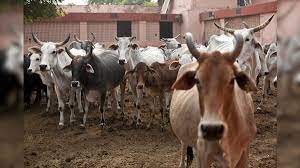 Cases registered after cows found injured