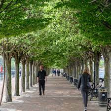 The urban jungle needs more trees: A call for greenery