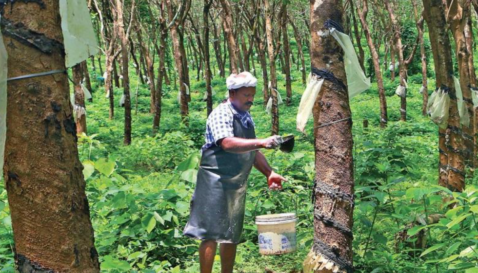 Kerala government to establish second rubber park in Kollam