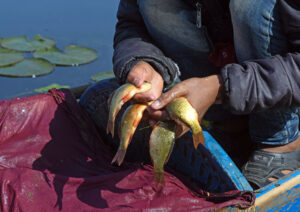 Fisherman displays his catch on banks of Dal Lake