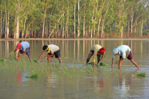 830 lakh tonne paddy procured benefiting 1.22 crore farmers: Food ministry