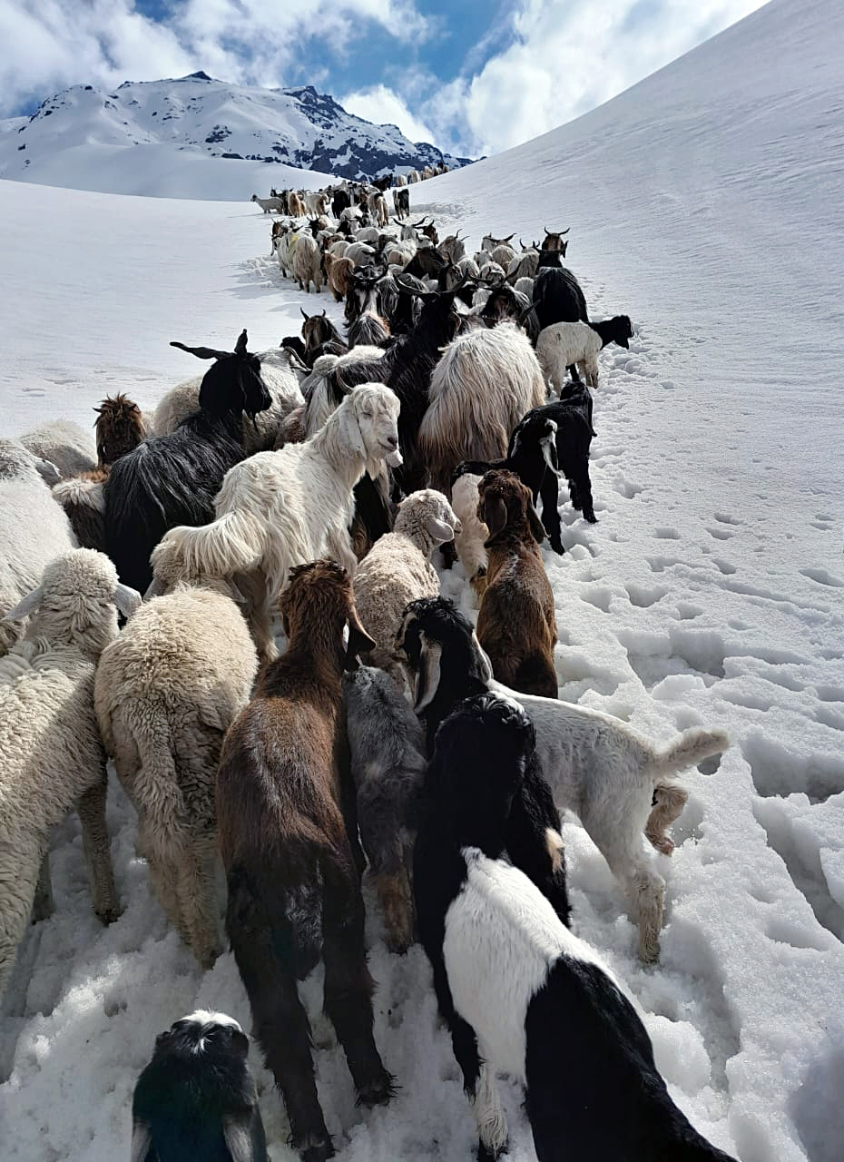 Herd of sheep head towards snow-covered Kugti Pass