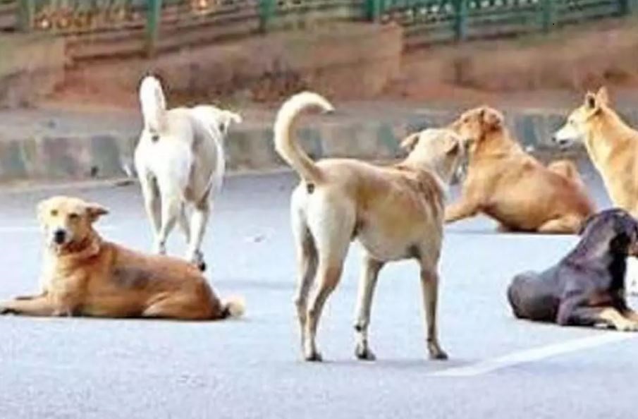 Increase in dog bite cases in Ghaziabad, Uttar Pradesh