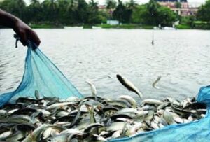 Gujarat Ranks 2nd in Marine Fish Production in India; Produced 8.9 lakh Metric Tons Fish in 2022-23