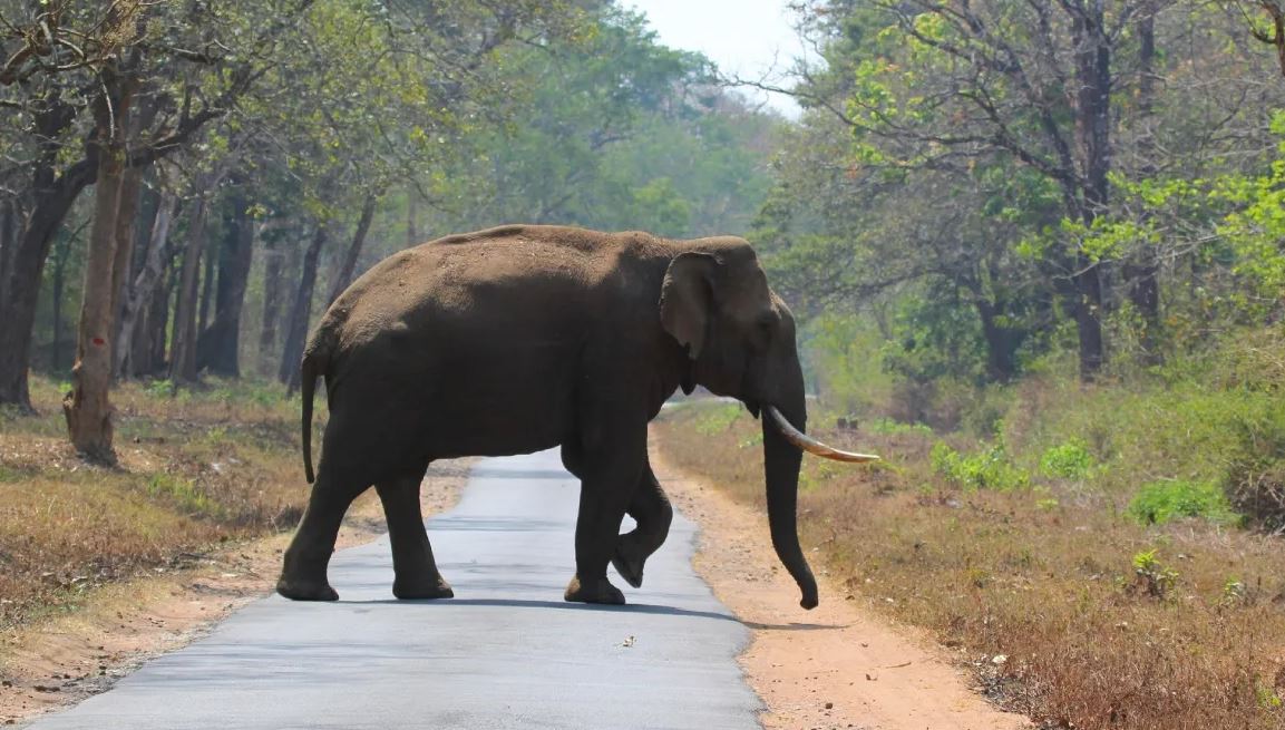 Out In The Wild - The Daily Guardian