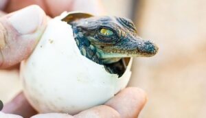 Crocodile’s ‘virgin birth’ is a first for science’s history books