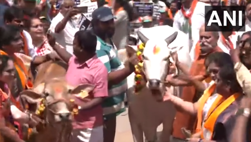 BJP protests with cows against Karnataka Minister’s statement