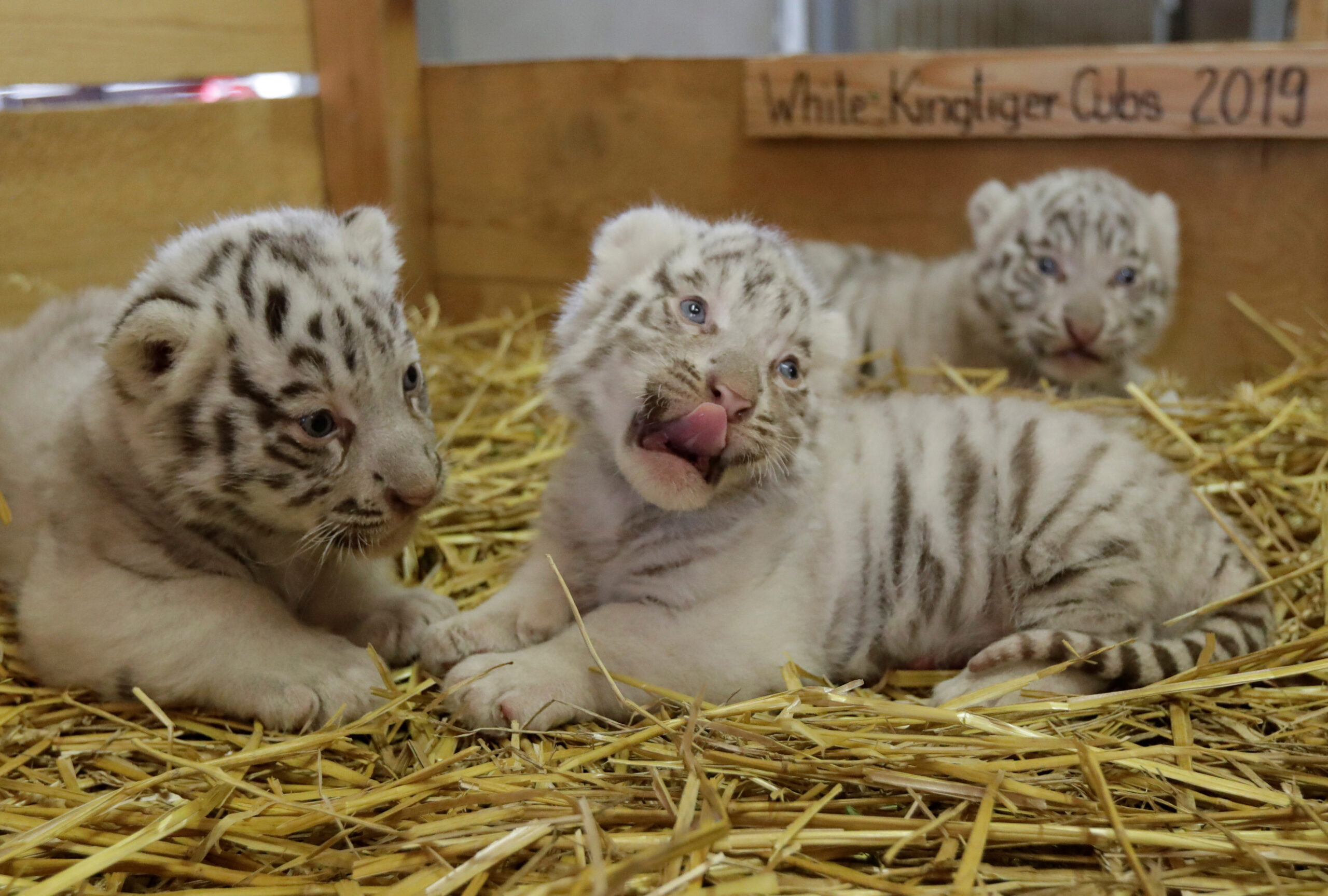 Photos  White Bengal Revealed