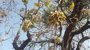 Mahua tree plays a key role in the life of tribals