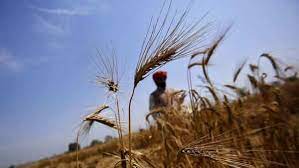 UN praises India for millet revival, wheat export amid global food shortages