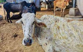 Over hundred cows died due to lumpy skin disease