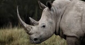 Half of Africa’s white rhino population is in private hands