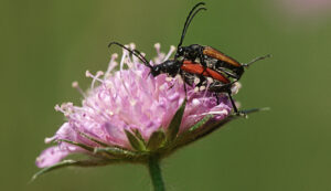 world’s first flowers pollinated by insects