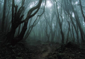 5 The World’s Most Haunted Forests