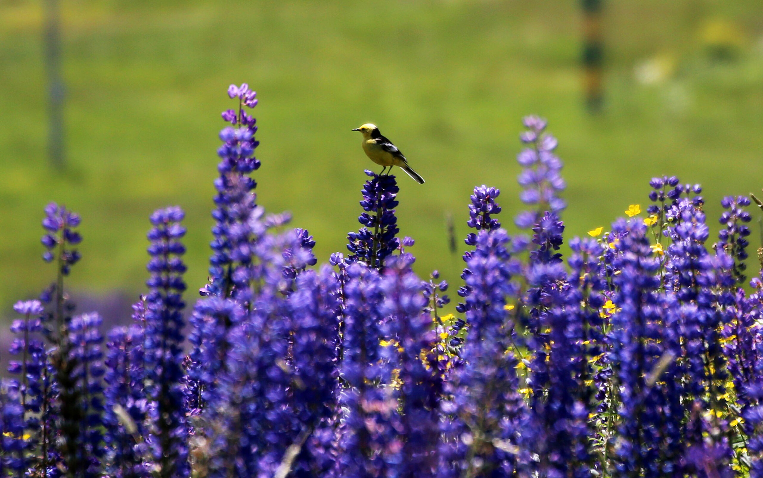 A view of the full Lupinus flower, commonly known as Lupin