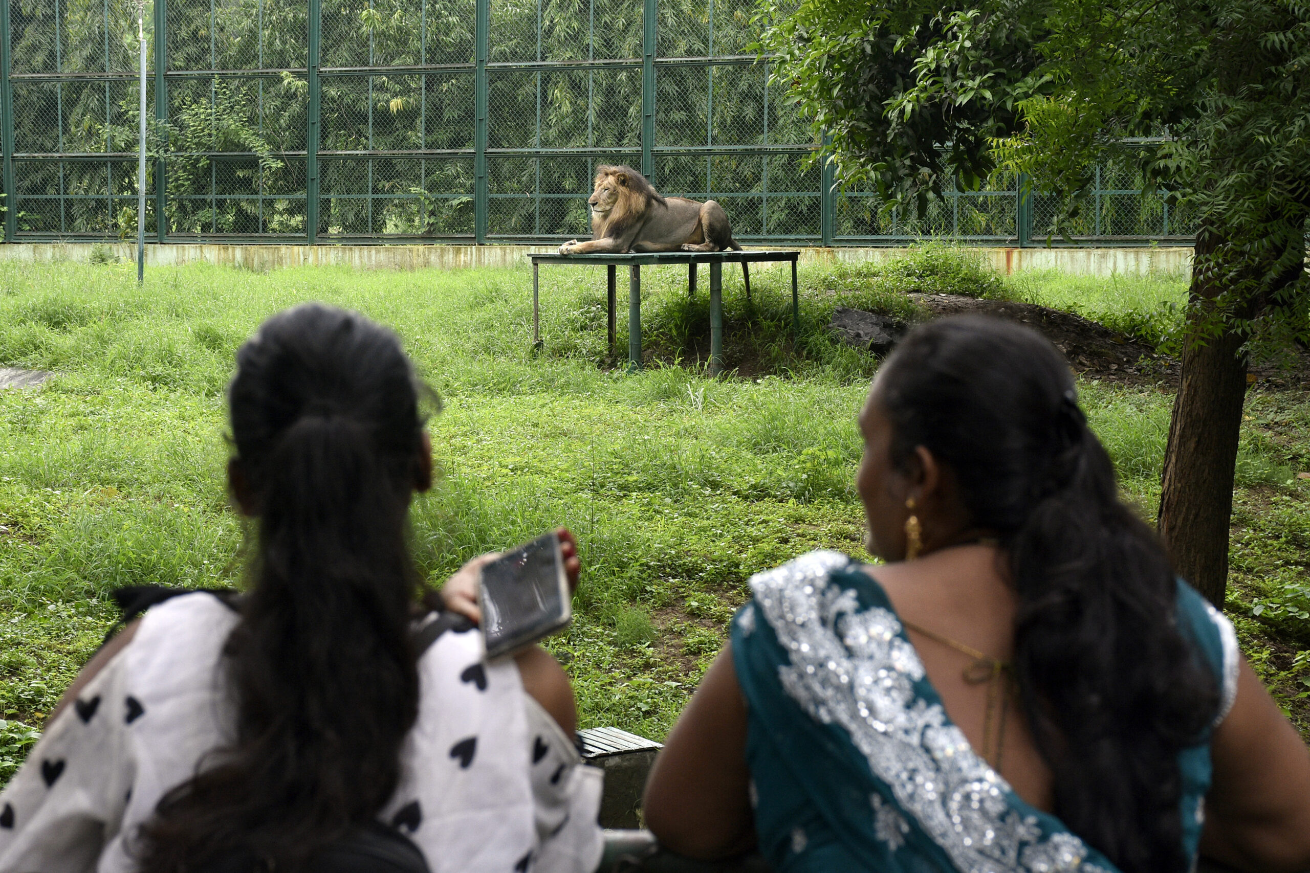 Visitors looks at a lion inside its enclosure during their visit to Sarthana Nature Park