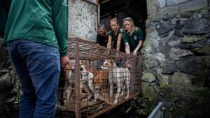 Notorious Indonesian animal market ends its brutal dog and cat meat trade